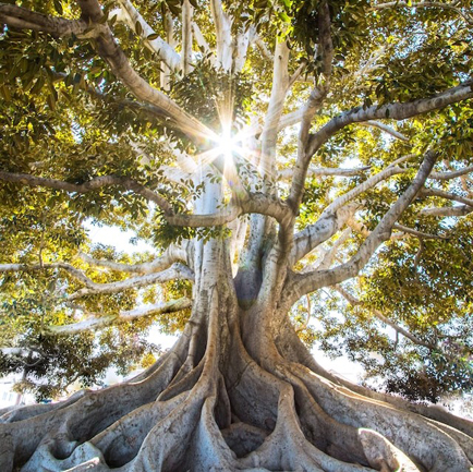 Rayons de soleil traversant un arbre avec de grandes racines visibles et de belles feuilles vertes.