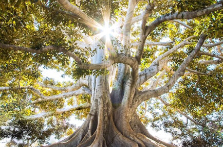 Rayons de soleil traversant un arbre avec de grandes racines visibles et de belles feuilles vertes.