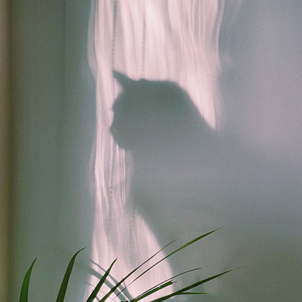 Mur blanc avec une ombre de chat et pointe de plante verte.